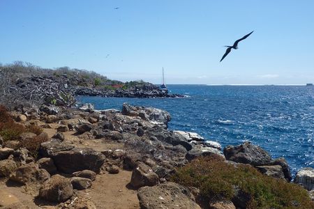 North Seymour Day Trip Galapagos