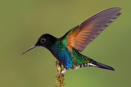 HUMMINGBIRD EXPEDITION - Searching for the cloud forest jewels.