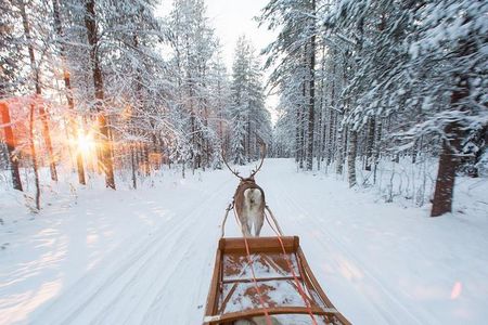 Forest Trail Reindeer Safari