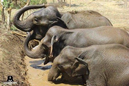 Tour of Elephant Conservation and Bear Rescue Center From Agra