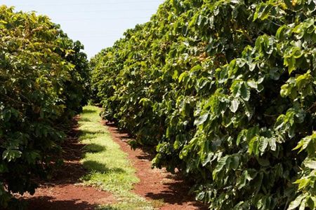 Nairobi day tour to the Coffee farm