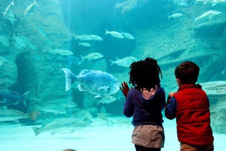 Cape Town Full Day Family Fun With Kids Private Tour