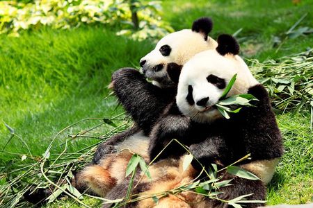 Day Tour: Chengdu Panda Breeding Base and Leshan Giant Buddha
