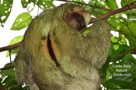Arenal Volcano Highlights| Mistico Park-Arenal Volcano Park-La Fortuna Waterfall
