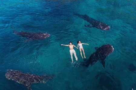 Whale Shark Watching & Tumalog Falls & Kawasan Falls