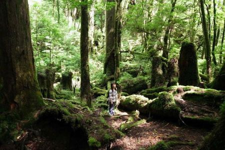 Yakusugi Cedar Forest Walking Tour on Yakushima Island