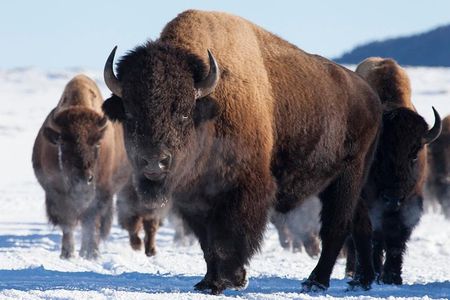 Best of Jackson Hole Wildlife Private Safari Tour