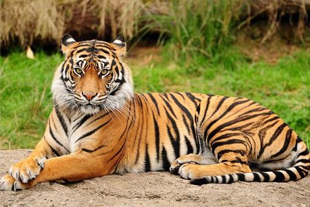 1 Day: Ranthambore Safari From Jaipur With Transfer To Agra