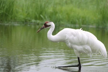 Private Day-Trip to Bharatpur Bird Sanctuary from Agra