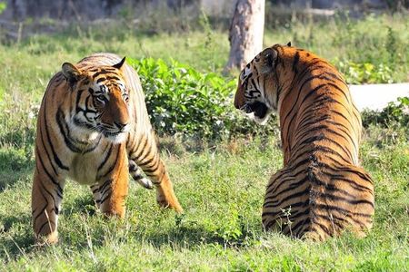 Delhi, Agra, Jaipur & Ranthambhore Tiger Safari 5-Day Tour