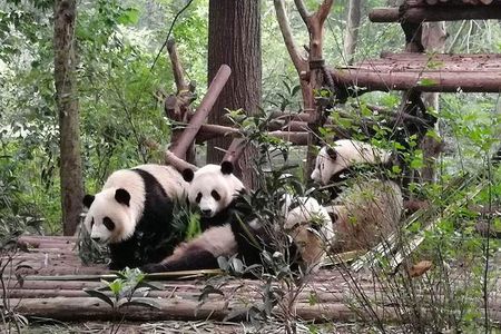 Chengdu Dujiangyan Leshan Buddha Tea Plantation and Sichuan Cooking 3 Days