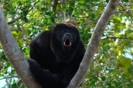 Wild Monkey Tour