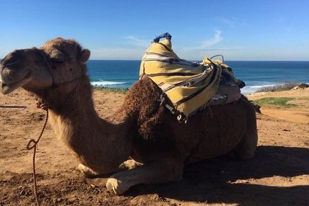Tour of Tangier 1-2 people with camel ride 