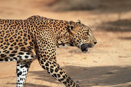 Yala Safari Tour from Hambantota Port (Shore Excursion)