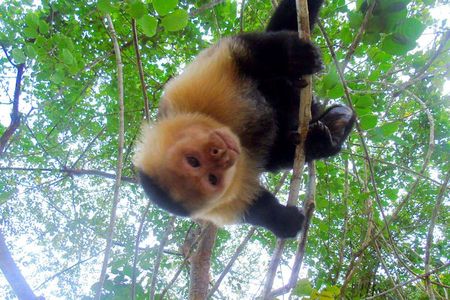 Gatun Lake Wildlife Tour from Panama City