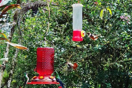 Private Excursion Middle of the World & Hummingbirds Alambi