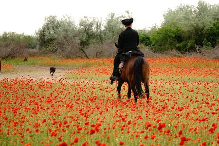 Horseback Riding and yurt stay in the Puszta, 1 hour morning ride