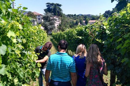 Euganean Hills Wine Tour