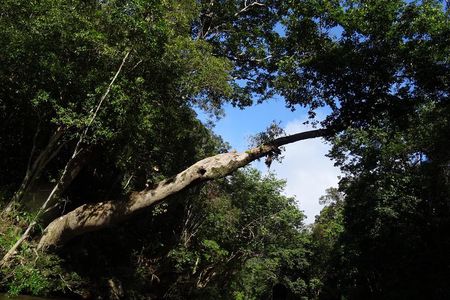 Day Tour Aborigine Village @ Rainforest Taman Negara + Batu Caves