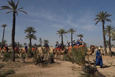 Camel Ride in the Palm Grove