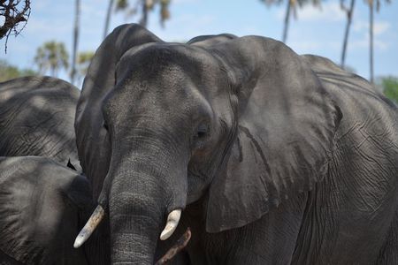 Ngorongoro Crater Day Trip Joining Safari From Arusha