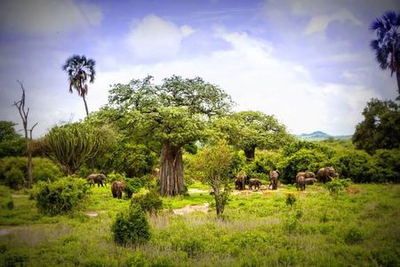 1-Day Ruaha National Park