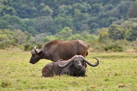 6 Days Tanzania Safari- Tarangire, Serengeti, Ngorongoro, Manyara