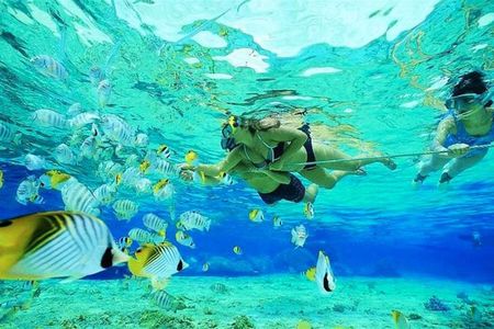 Small Group Snorkeling, Sharks & Rays Encounter At Punta Cana