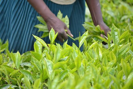 Excursion to Kiambethu Tea Farm