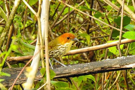 Birdwatching Tour in Giron and Yunguilla Jocotoco Reserve from Cuenca