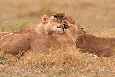 Akagera National Park Day Trip