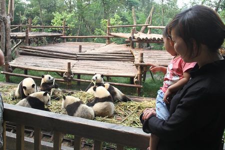 Half-Day Chengdu Panda Research Base Private Tour