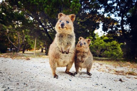 Rottnest Island All-Inclusive Grand Island Tour from Fremantle