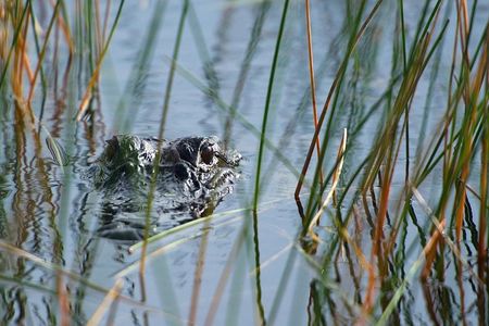 Private Tour: Florida Everglades Airboat Ride and Wildlife Adventure