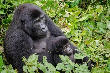 Gorilla Tracking & Batwa Culture Experience
