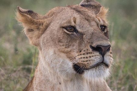 3-Day Selous Reserve mid-Range Safari