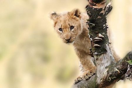 7 Days Tanganyika Wilderness Safari