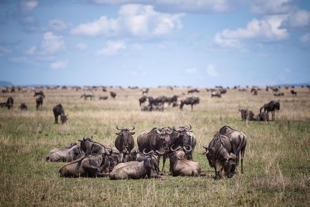 8 Days Great Wildebeest Calving Migration Safari from Arusha