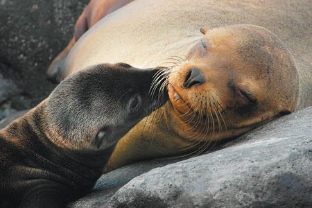 4-Day Galapagos Islands Express Tour