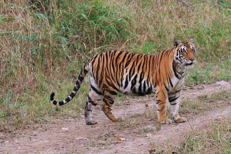 Sariska Tiger Reserve Tour Of India