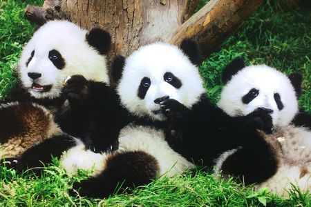 Private 2-Day Xi'an and Chengdu Tour with Hotel Stay
