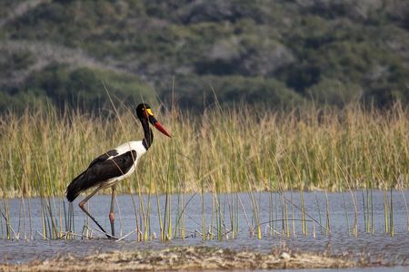 3-Day Guided Tour: Maputo Special Reserve