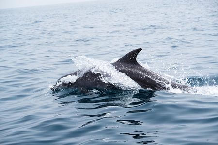 Oman Dolphin Watching Tours 