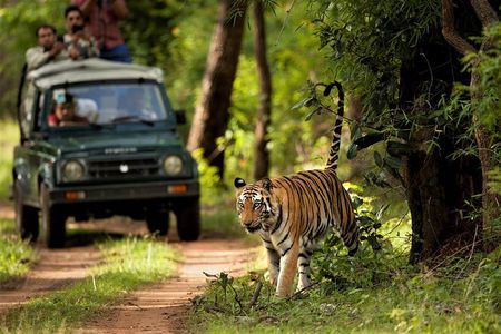 Chitwan Jungle Safari Tour from Kathmandu or Pokhara - 4 Days