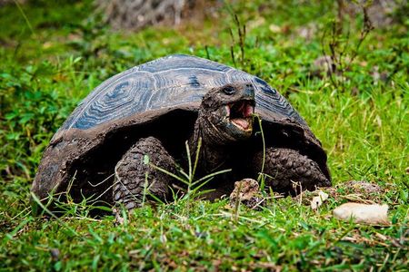 Galapagos By Land And Sea 4d-3n