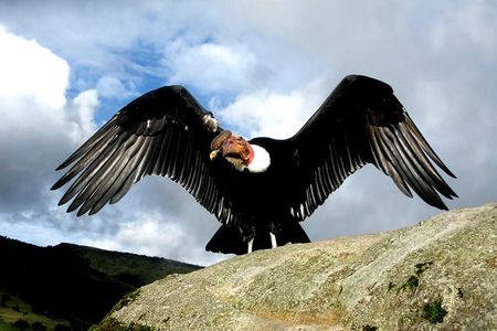 Chonta Canyon Watch Condors Day tour from Cusco