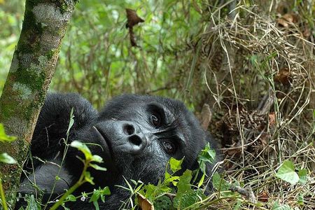 6-Day Uganda Gorilla Adventure (Fly-in)