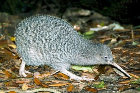 Overnight Experience Tour on Kapiti Island