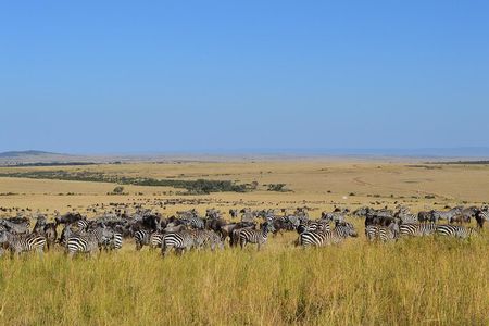 7 days itinerary touring Masai Mara, Nakuru, Amboseli, both Tsavo ending Mombasa
