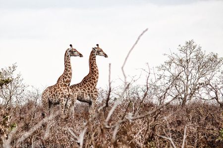 Kruger National Park - 2 Days (Open Vehicle)